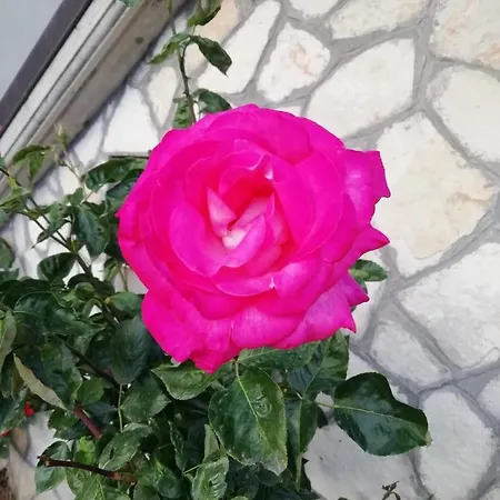 Il Roseto Coppito