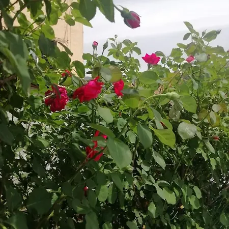 Il Roseto Bed and breakfast 3*