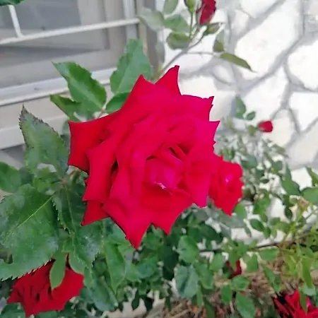 Il Roseto Bed & Breakfast 3*