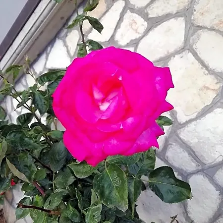 Bed & Breakfast Il Roseto Coppito