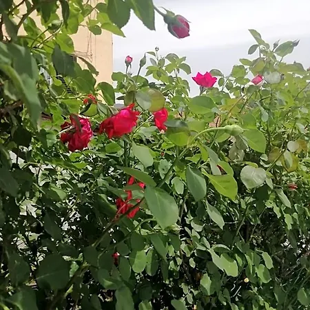 Il Roseto 3* Coppito