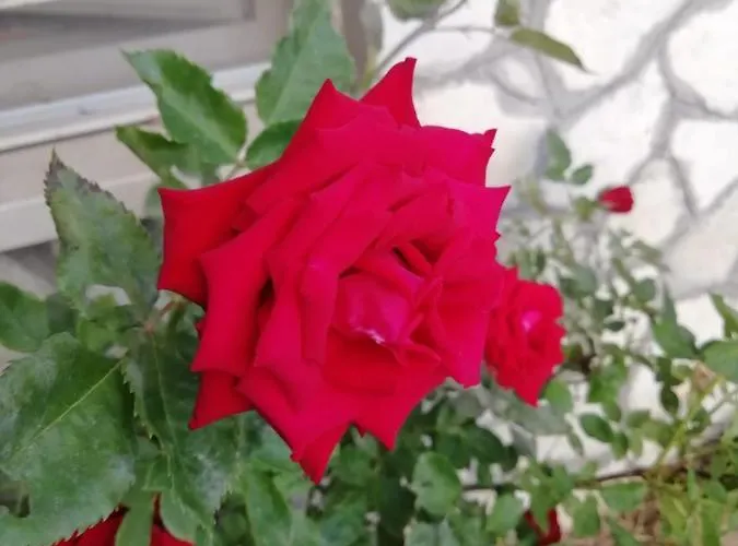 Il Roseto ベッド・アンド・ブレックファスト 3*