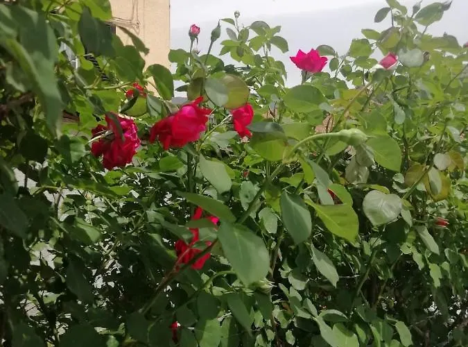 Il Roseto Bed & Breakfast 3*